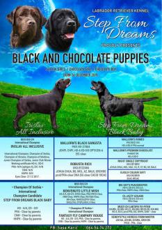 LABRADOR crni i čokoladni štenci