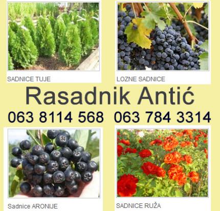 Kvalitetne egzotične voćne sadnice Rasad