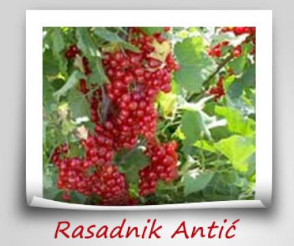 ○ Najbolji rasad voća i sadnice Srbija