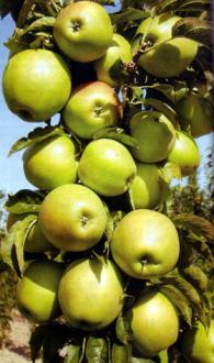 Stubaste vocne sadnice (jabuka,kruska,sljiva,tresn