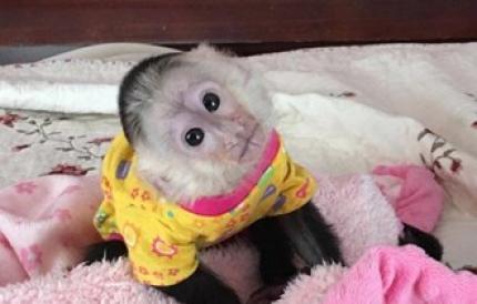 Baby majmuni kapucini na usvajanje. 