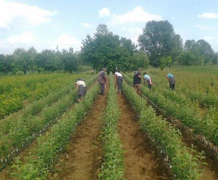 Najkvalitetnije sadnice voća u Srbiji